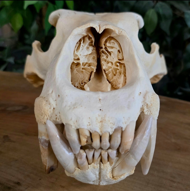 Polar Bear Skull For Sale | SkullStore Inc.