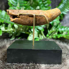 Cavebear Canine Tooth (On Stand) B