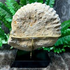 Agadir Ammonite, On Stand F (5.75