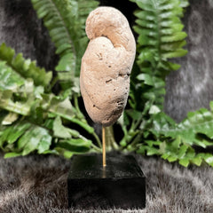 Crocodilian Poop (Coprolite) Fossil, E