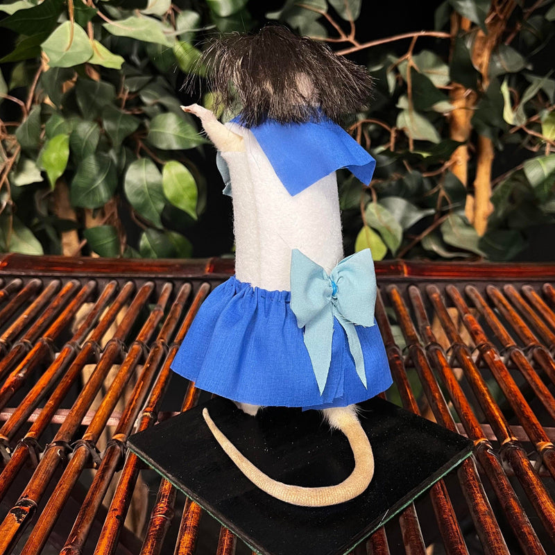 Rat Taxidermy, Sailor Mercury
