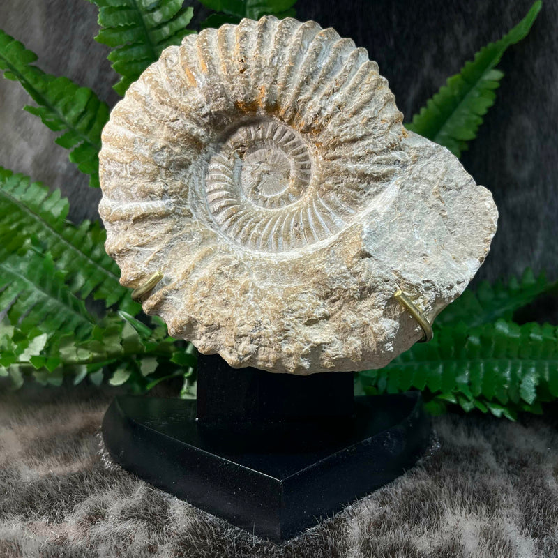 Agadir Ammonite, On Stand D (7")