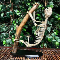 Linnaeus Two-Toed Sloth Skeleton