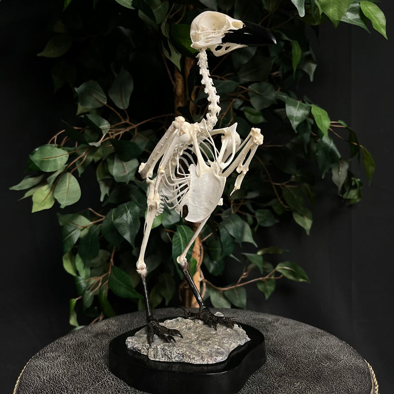Carrion Crow Skeleton, Articulated