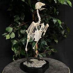 Carrion Crow Skeleton, Articulated