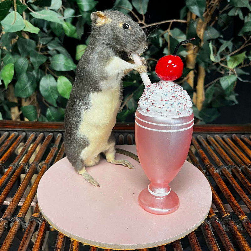 Rat Taxidermy, Milkshake