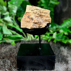 Tyrannosaurus Rex Femur Fragment A