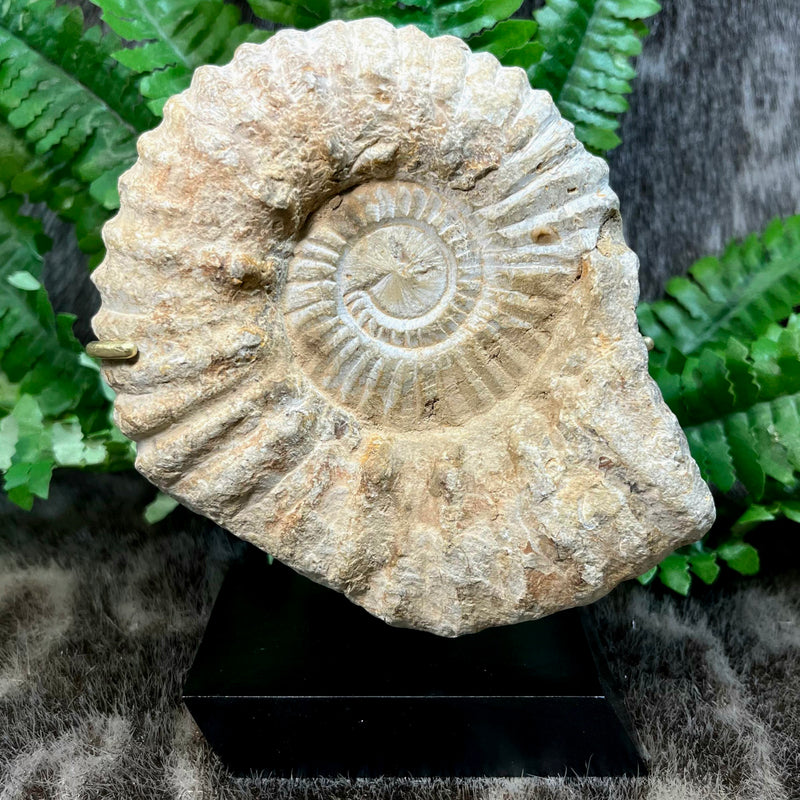 Agadir Ammonite, On Stand F (5.75")