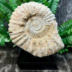 Agadir Ammonite, On Stand F (5.75