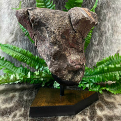 Dinosaur Limb Bone End B, XL (On Stand)