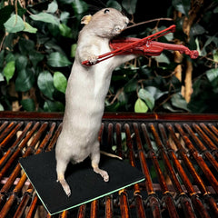 Rat Taxidermy, Fiddler in the Floorboards