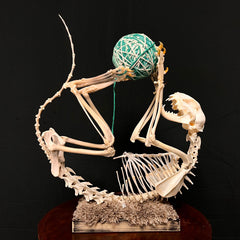 House Cat Skeleton, Articulated (Yarn)