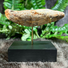 Cavebear Canine Tooth (On Stand) A
