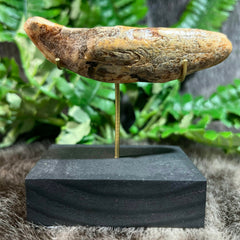 Cavebear Canine Tooth (On Stand) C