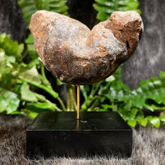 Crocodilian Poop (Coprolite) Fossil, A
