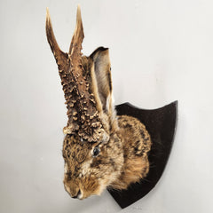Jackalope Taxidermy A