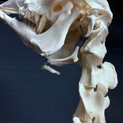 Sheep Skeleton, Articulated (SALE)