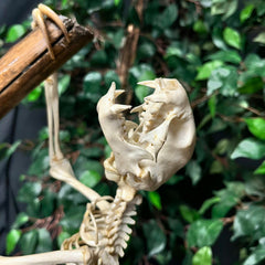 Linnaeus Two-Toed Sloth Skeleton