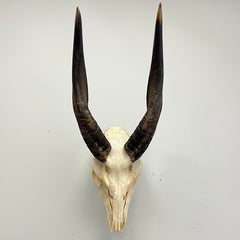 Nyala Skull