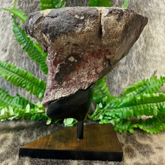 Dinosaur Limb Bone End B, XL (On Stand)