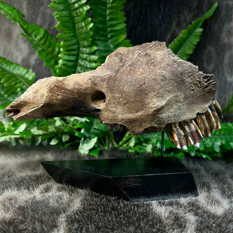 Bison Fossil Skull Segment A