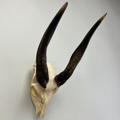 Nyala Skull