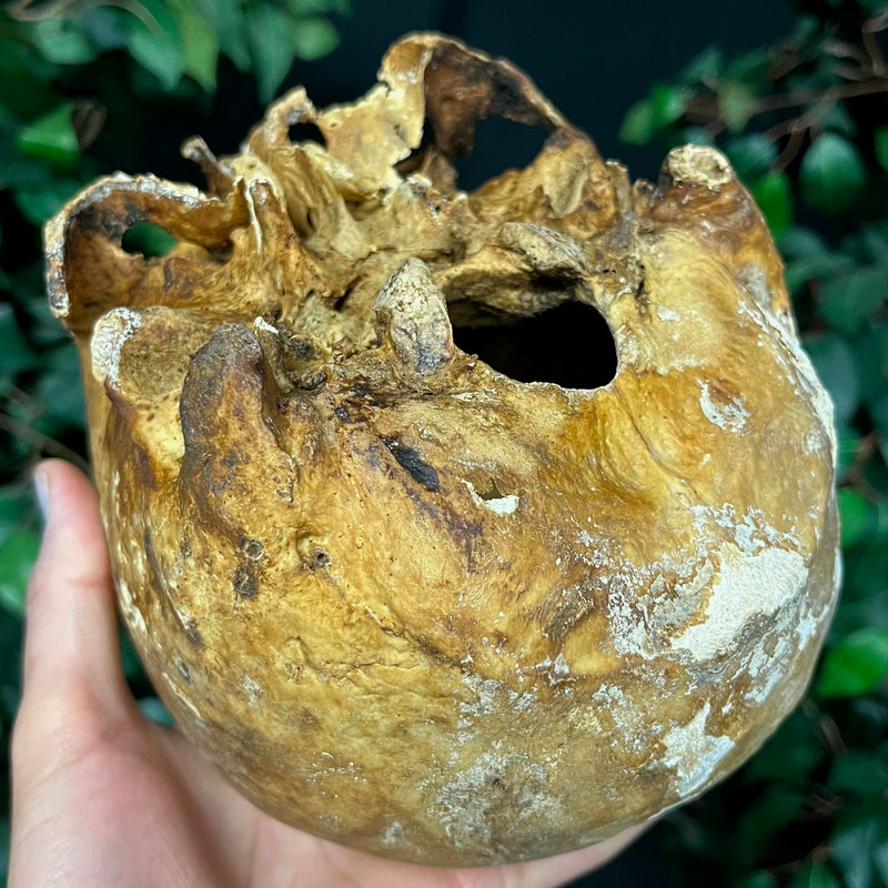 Human Skull, European B