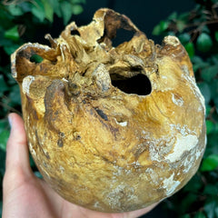 Human Skull, European B