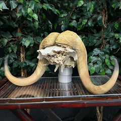 Muskox Skull B