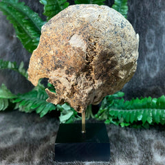 Human Skull, 7000 Years Old