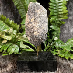 Crocodilian Poop (Coprolite) Fossil, C