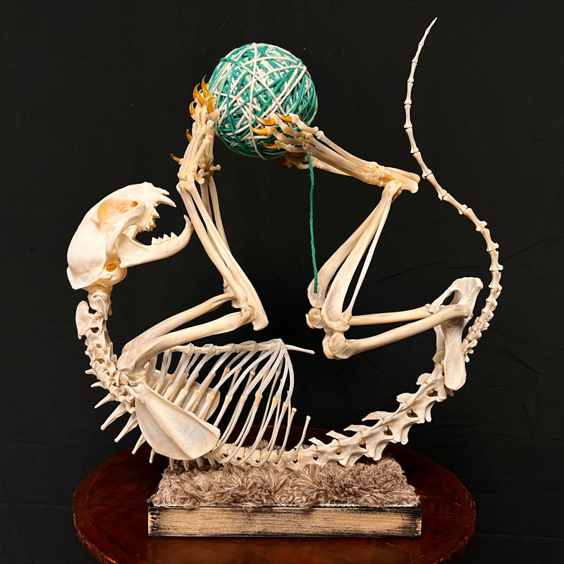 House Cat Skeleton, Articulated (Yarn)