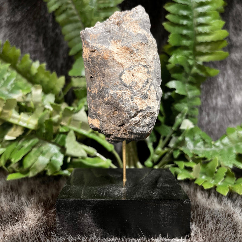 Crocodilian Poop (Coprolite) Fossil, C