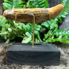 Cavebear Canine Tooth (On Stand) C