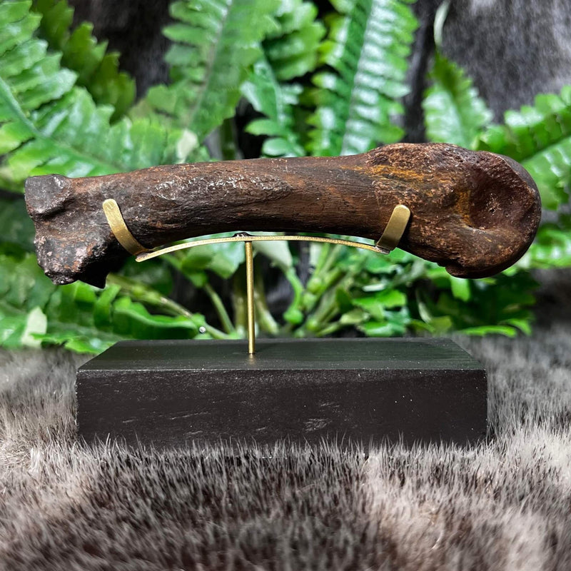 Tapir Fossil Foot Bones, On Stand