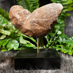 Crocodilian Poop (Coprolite) Fossil, A