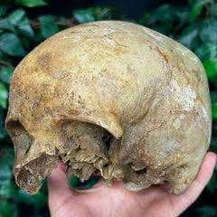 Human Skull, European A