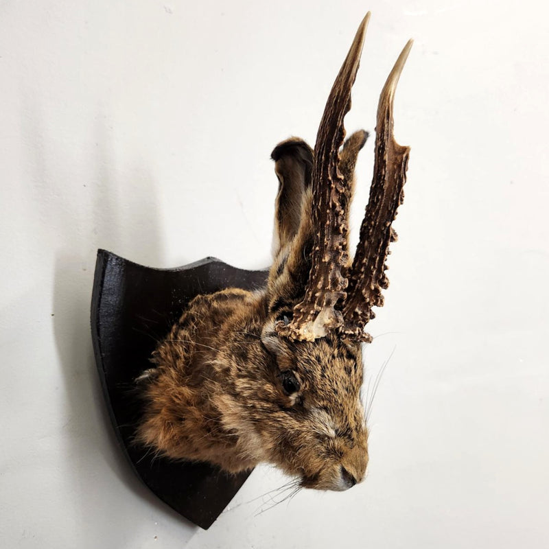 Jackalope Taxidermy A