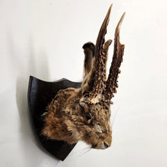 Jackalope Taxidermy A