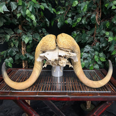 Muskox Skull B