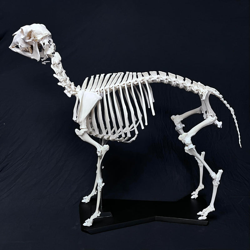 Sheep Skeleton, Articulated (SALE)