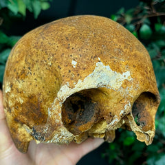 Human Skull, European B