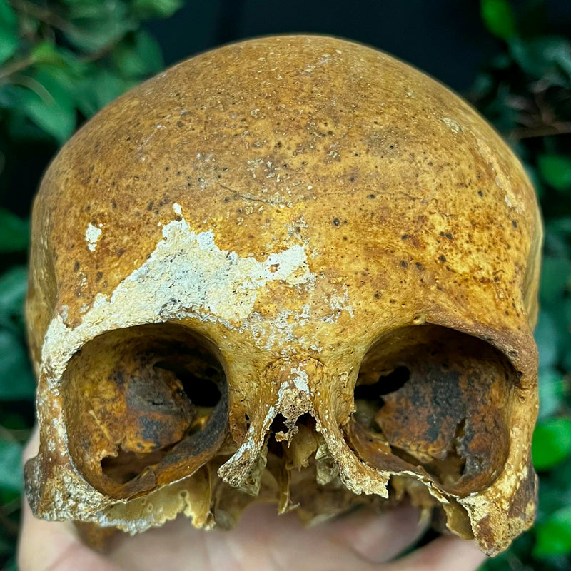 Human Skull, European B