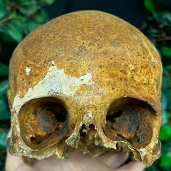 Human Skull, European B