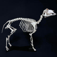 Sheep Skeleton, Articulated (SALE)