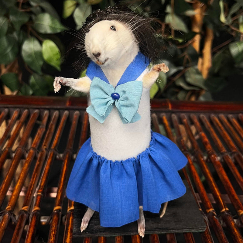 Rat Taxidermy, Sailor Mercury