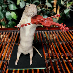 Rat Taxidermy, Fiddler in the Floorboards