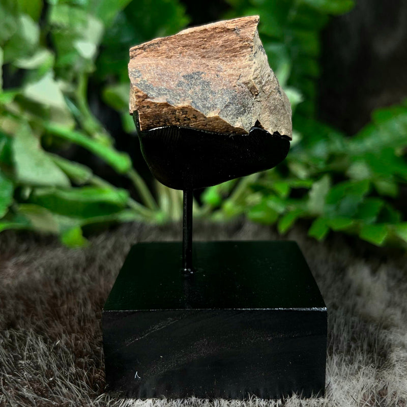 Tyrannosaurus Rex Femur Fragment A