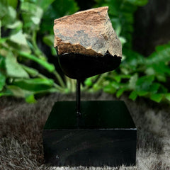 Tyrannosaurus Rex Femur Fragment A