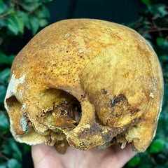 Human Skull, European B